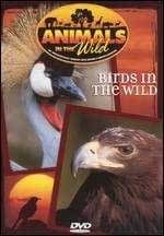 Animals in the Wild: Birds in the Wild -DVD